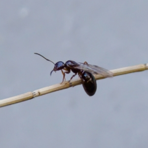 Notoncus sp. (genus) at Florey, ACT - 5 Dec 2023