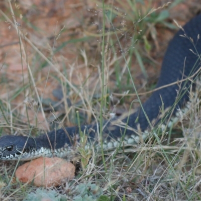 Austrelaps ramsayi (Highlands Copperhead) at Namadgi National Park - 19 Feb 2023 by Sarah2019