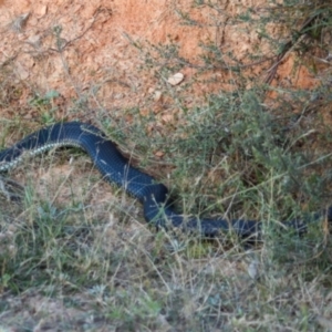 Austrelaps ramsayi at Namadgi National Park - 19 Feb 2023 06:23 PM