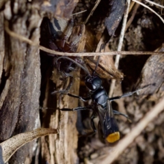 Unidentified Spider wasp (Pompilidae) at Florey, ACT - 19 Dec 2023 by KorinneM