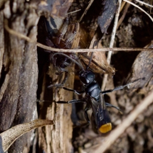 Calopompilus sp. (genus) at Florey, ACT - suppressed