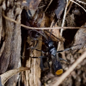 Unidentified Spider wasp (Pompilidae) at suppressed by KorinneM
