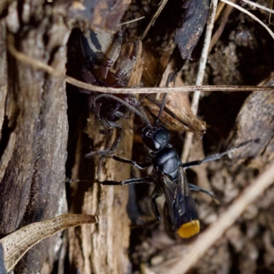 Calopompilus sp. (genus) (Spider wasp) at Florey, ACT - 19 Dec 2023 by KorinneM