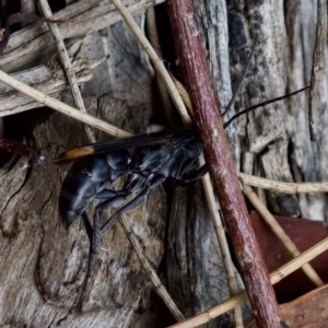 Calopompilus sp. (genus) at Florey, ACT - suppressed