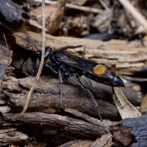 Calopompilus sp. (genus) at Florey, ACT - 19 Dec 2023