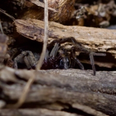 Venatrix sp. (genus) (Unidentified Venatrix wolf spider) at Florey, ACT - 19 Dec 2023 by KorinneM