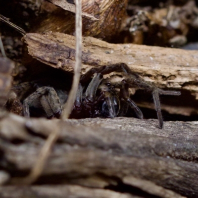 Venatrix sp. (genus) (Unidentified Venatrix wolf spider) at suppressed - 19 Dec 2023 by KorinneM