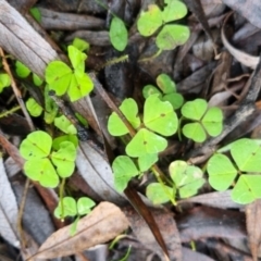 Oxalis sp. at Bungendore, NSW - 9 May 2024 by clarehoneydove