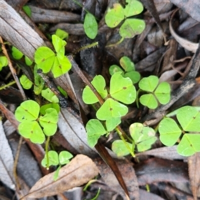 Medicago sp. at suppressed - 9 May 2024 by clarehoneydove