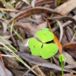 Medicago sp. at QPRC LGA - suppressed