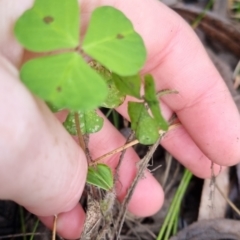 Medicago sp. at QPRC LGA - suppressed