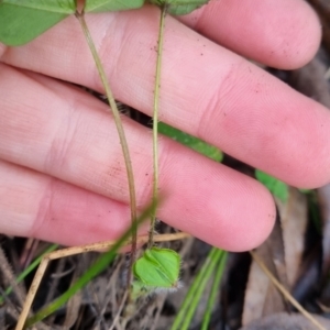 Medicago sp. at QPRC LGA - suppressed