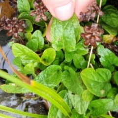 Prunella vulgaris at QPRC LGA - suppressed