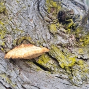 Unidentified Pored or somewhat maze-like on underside [bracket polypores] at suppressed by clarehoneydove