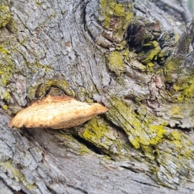 Unidentified Pored or somewhat maze-like on underside [bracket polypores] at Bungendore, NSW - 5 May 2024 by clarehoneydove