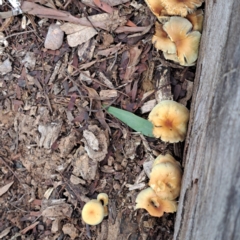 Hypholoma fasciculare (Hypholoma fasciculare) at Watson, ACT - 10 May 2024 by abread111