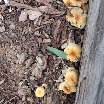 Hypholoma fasciculare (Hypholoma fasciculare) at Watson, ACT - 10 May 2024 by abread111