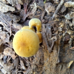 Hypholoma fasciculare at Watson, ACT - 10 May 2024