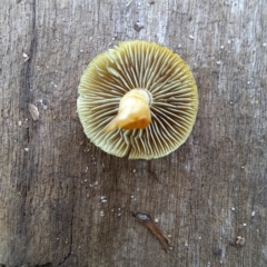 Hypholoma fasciculare at Watson, ACT - 10 May 2024