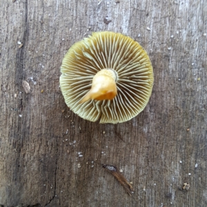 Hypholoma fasciculare at Watson, ACT - 10 May 2024 02:14 PM