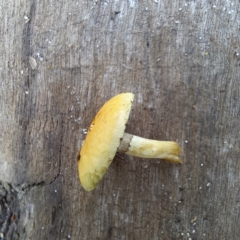 Hypholoma fasciculare at Watson, ACT - 10 May 2024