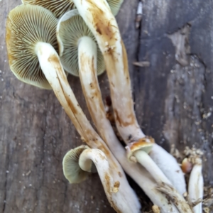 Hypholoma fasciculare at Watson, ACT - 10 May 2024