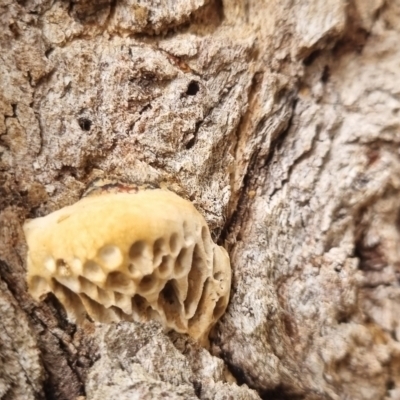 Unidentified Pored or somewhat maze-like on underside [bracket polypores] at Bungendore, NSW - 5 May 2024 by clarehoneydove