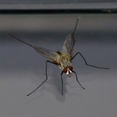 Senostoma pallidihirtum (A tachinid fly) at Florey, ACT - 19 Dec 2023 by KorinneM