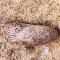 Unidentified Snail or Slug (Gastropoda) at QPRC LGA - 5 May 2024 by clarehoneydove
