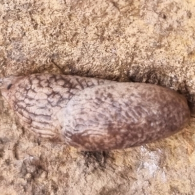 Deroceras reticulatum (Grey Field Slug) at Bungendore, NSW - 5 May 2024 by clarehoneydove