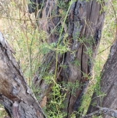 Clematis leptophylla at QPRC LGA - 2 May 2024