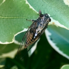 Yoyetta celis (Silver Princess Cicada) at Florey, ACT - 27 Dec 2023 by KorinneM