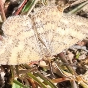 Scopula rubraria (Reddish Wave, Plantain Moth) at QPRC LGA by clarehoneydove