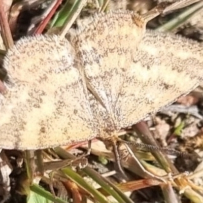 Scopula rubraria at Bungendore, NSW - 2 May 2024 by clarehoneydove