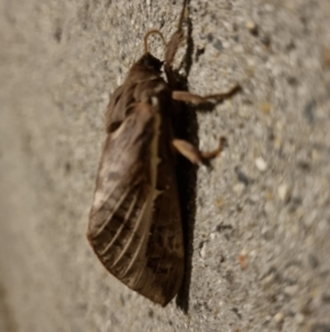 Oxycanus (genus) at O'Connor, ACT - 11 May 2024