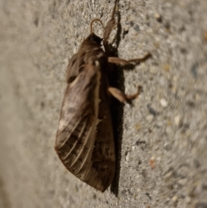Oxycanus (genus) (Unidentified Oxycanus moths) at O'Connor, ACT by jpittock