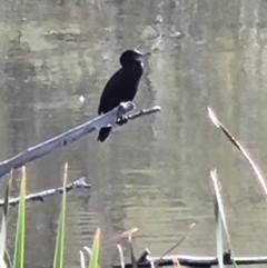 Phalacrocorax sulcirostris (Little Black Cormorant) at suppressed - 20 Apr 2024 by jpittock