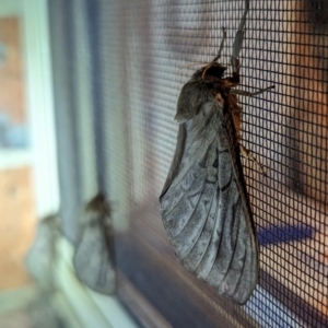 Unidentified Swift and Ghost moth (Hepialidae) at suppressed by HelenCross