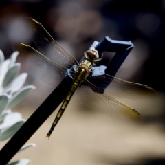 Orthetrum caledonicum (Blue Skimmer) at suppressed - 3 Mar 2024 by KorinneM