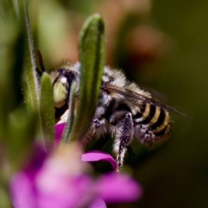 Megachile (Eutricharaea) macularis at Florey, ACT - 3 Mar 2024