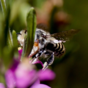 Megachile (Eutricharaea) macularis at Florey, ACT - 3 Mar 2024