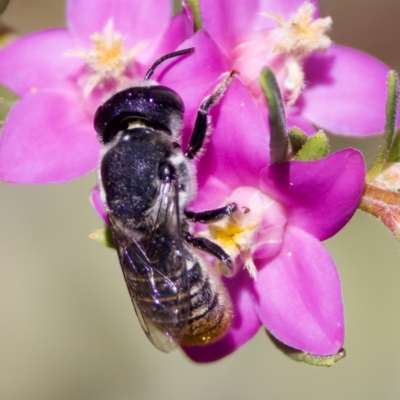 Megachile (Eutricharaea) maculariformis at Florey, ACT - 3 Mar 2024 by KorinneM