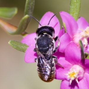 Megachile sp. (several subgenera) at Florey, ACT - 3 Mar 2024