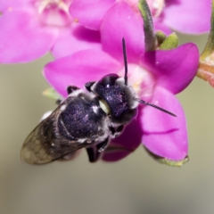 Megachile sp. (several subgenera) at Florey, ACT - 3 Mar 2024