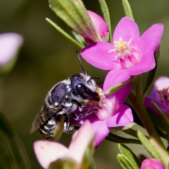 Megachile sp. (several subgenera) at Florey, ACT - 3 Mar 2024 by KorinneM