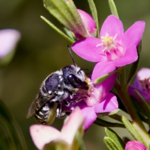 Megachile sp. (several subgenera) at Florey, ACT - 3 Mar 2024