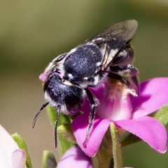 Megachile sp. (several subgenera) at Florey, ACT - 3 Mar 2024