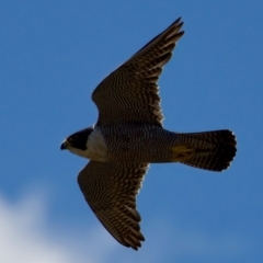 Falco peregrinus (Peregrine Falcon) at Ginninderry Conservation Corridor - 15 Dec 2023 by KorinneM