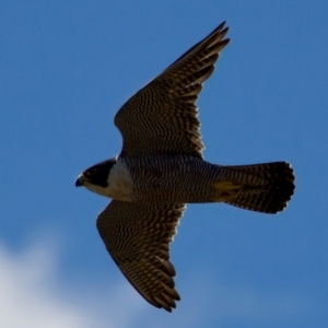 Falco peregrinus at Ginninderry Conservation Corridor - 15 Dec 2023 04:50 PM