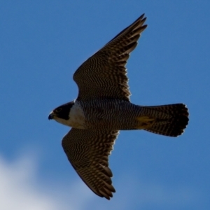 Falco peregrinus (Peregrine Falcon) at Ginninderry Conservation Corridor by KorinneM